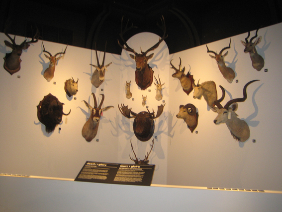 Taxidermy1 Taxidermy1