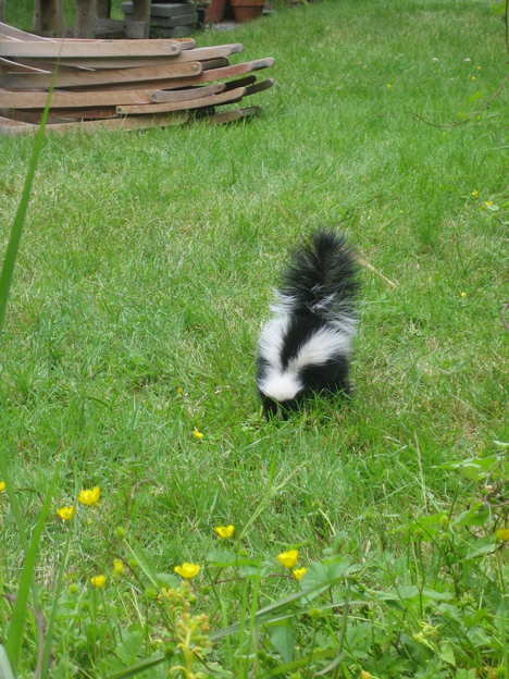 babyskunk